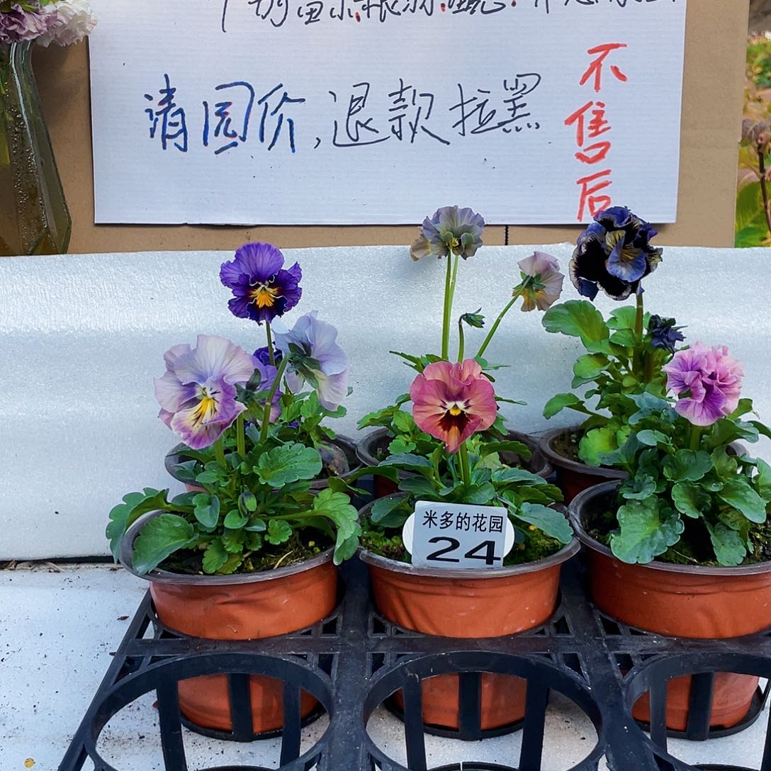 大部分花苞少量开放24