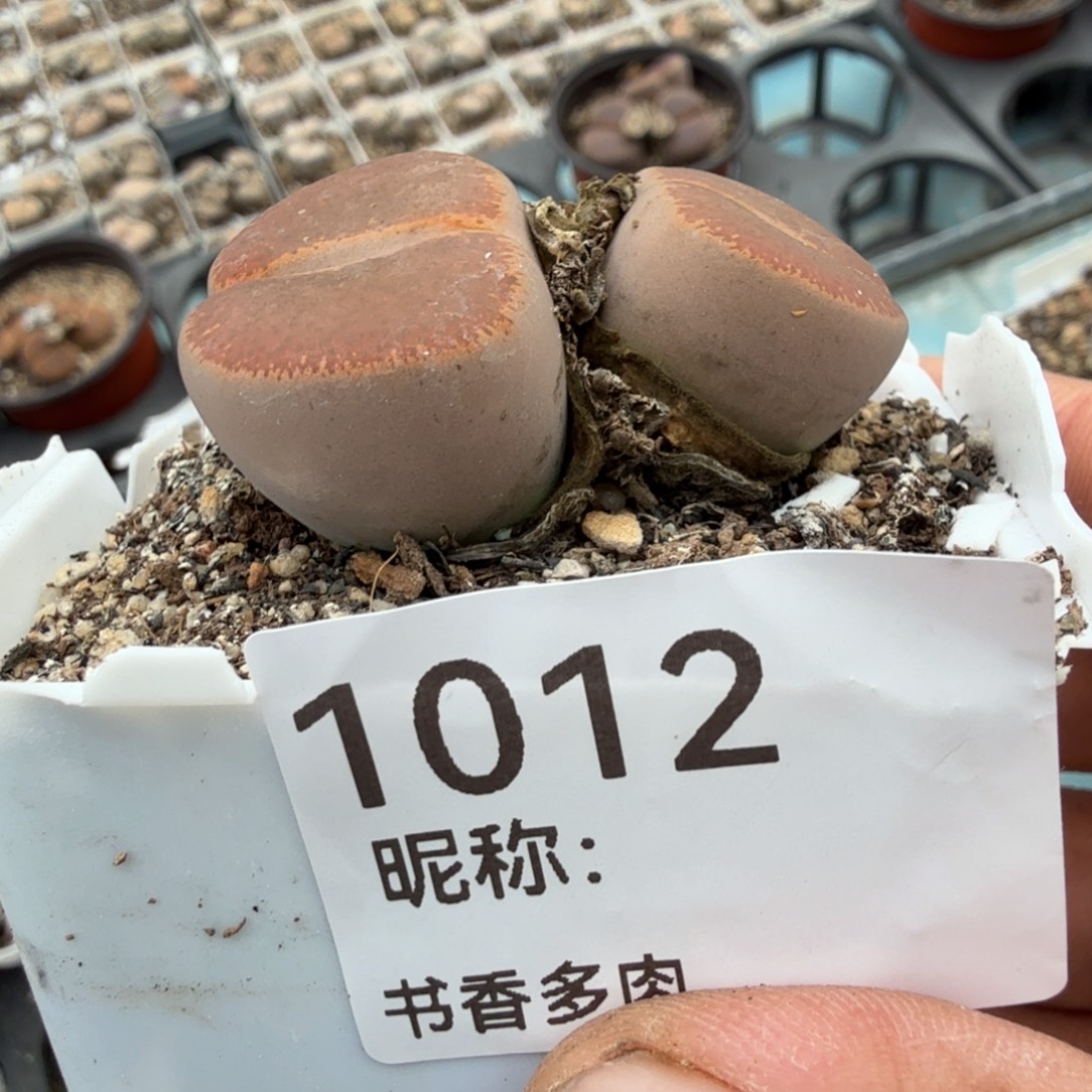 一***糕多肉植物。         