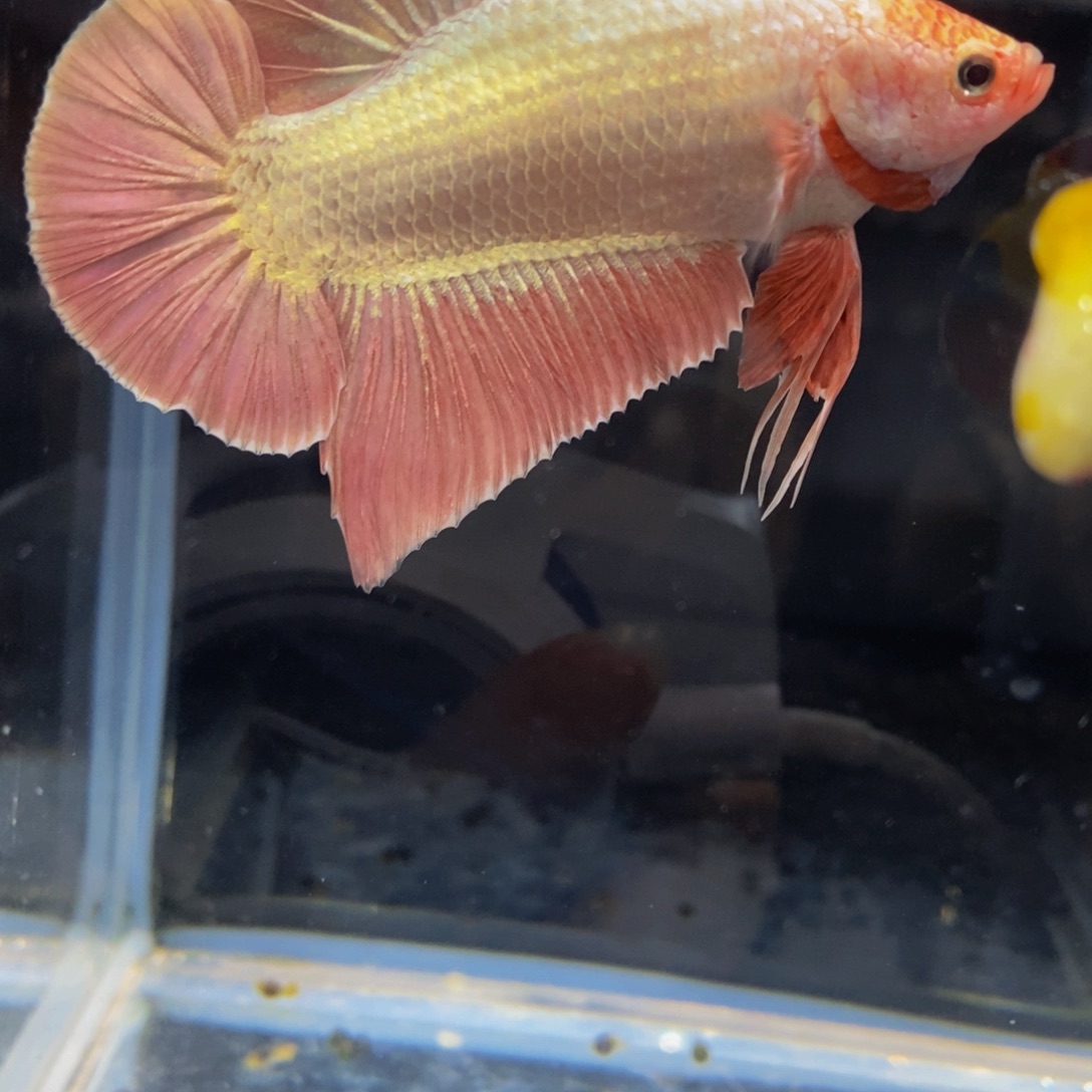 深***y斗鱼258巨斗11111