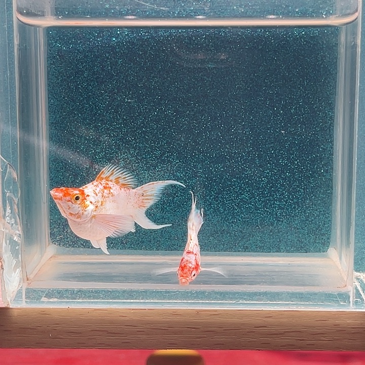 孔雀鱼樱花玛丽鱼