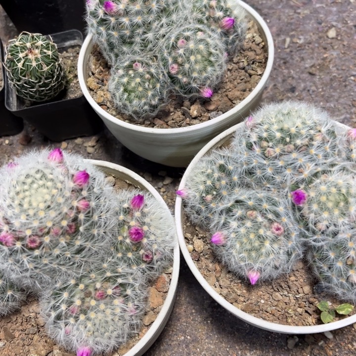 群生刘氏乳突好养皮实