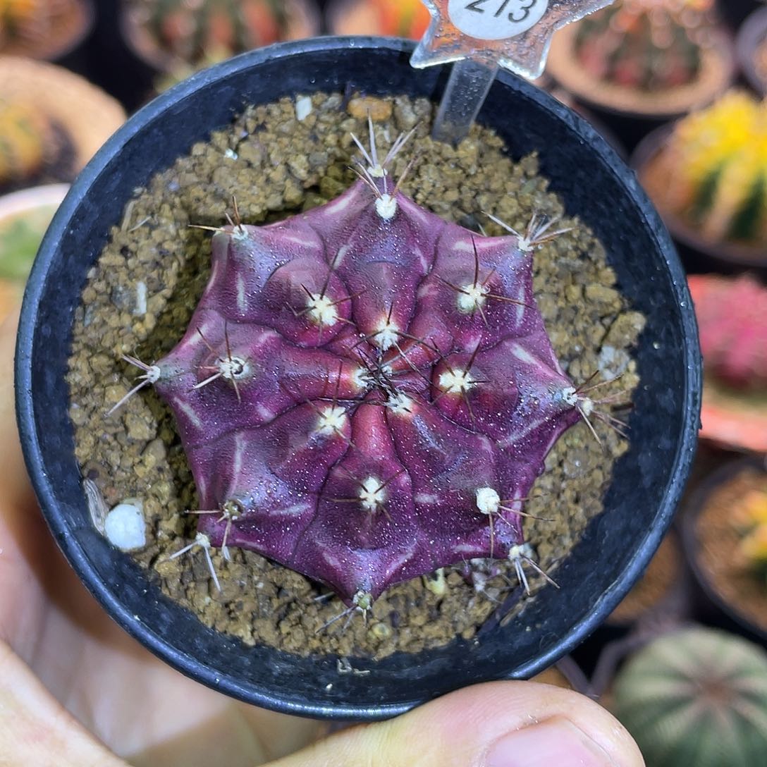 1-213米哈皮色球4.6厘米