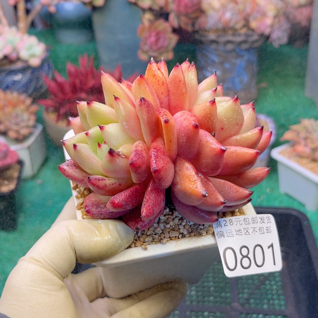 我0801）x b z b c b vb n