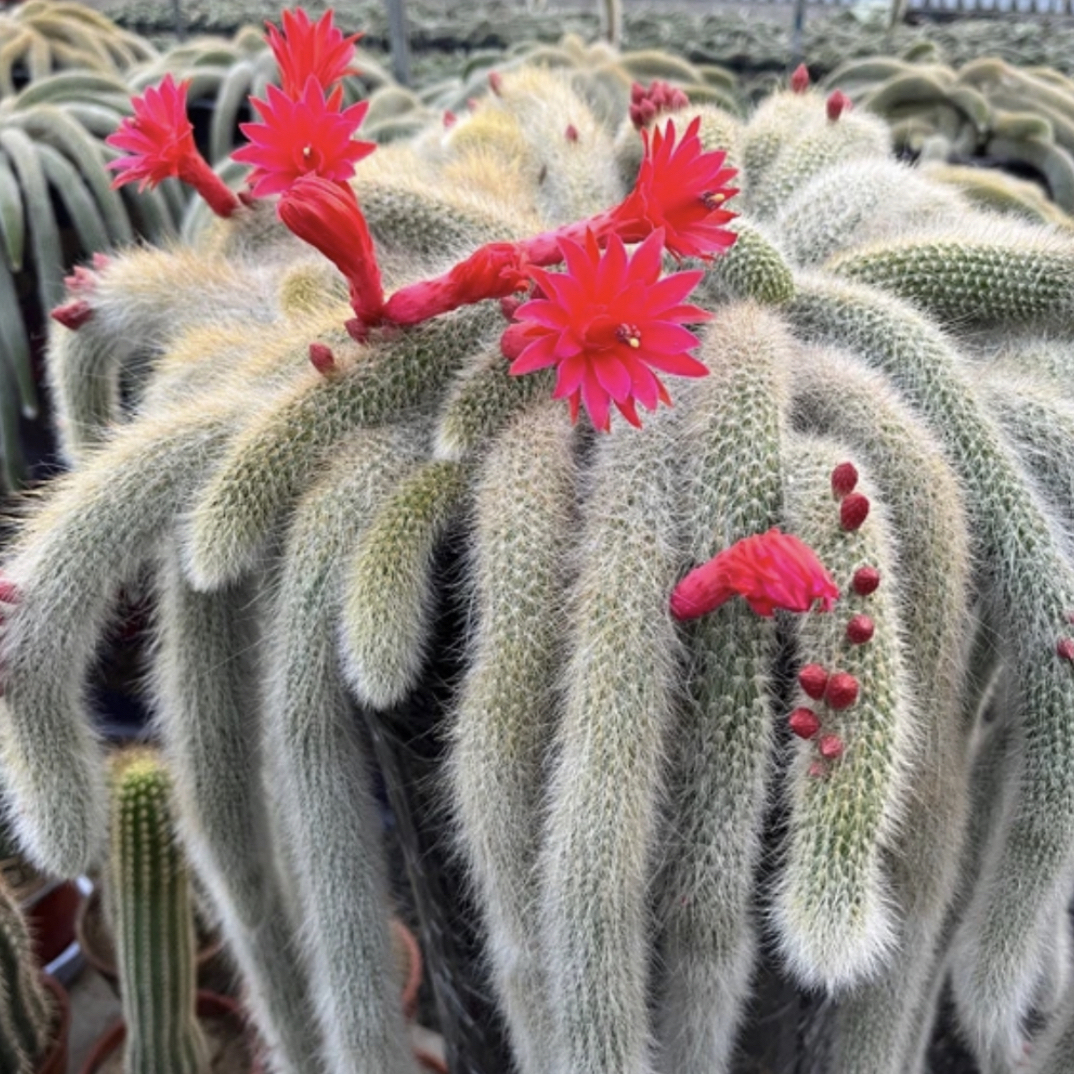 【一物一拍】长白毛开花九尾狐多肉整桩整群