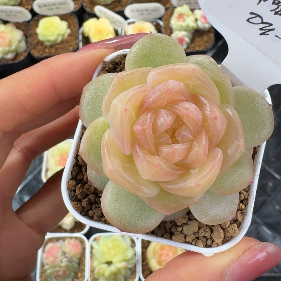 0103-86-夏雨荷单头一颗多肉