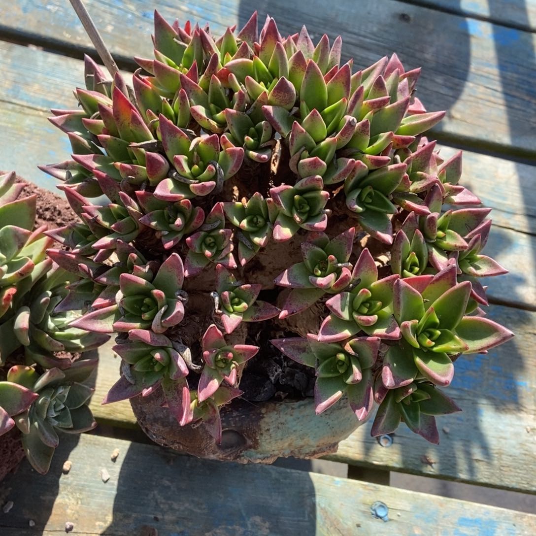 如***遇瑕疵处理无售后啦啦啦啦啦