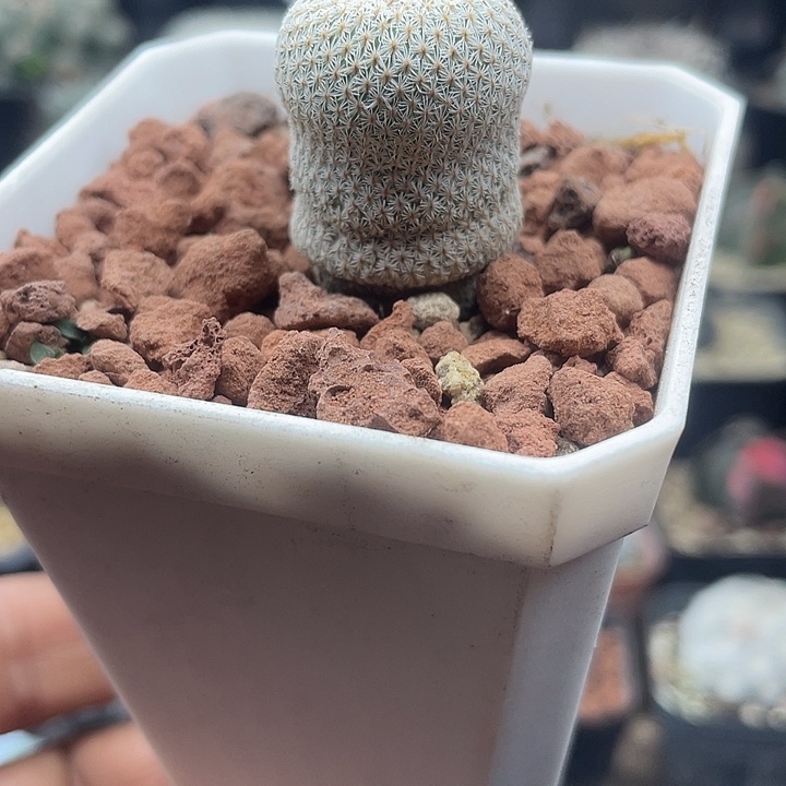 自根小人帽一颗包邮