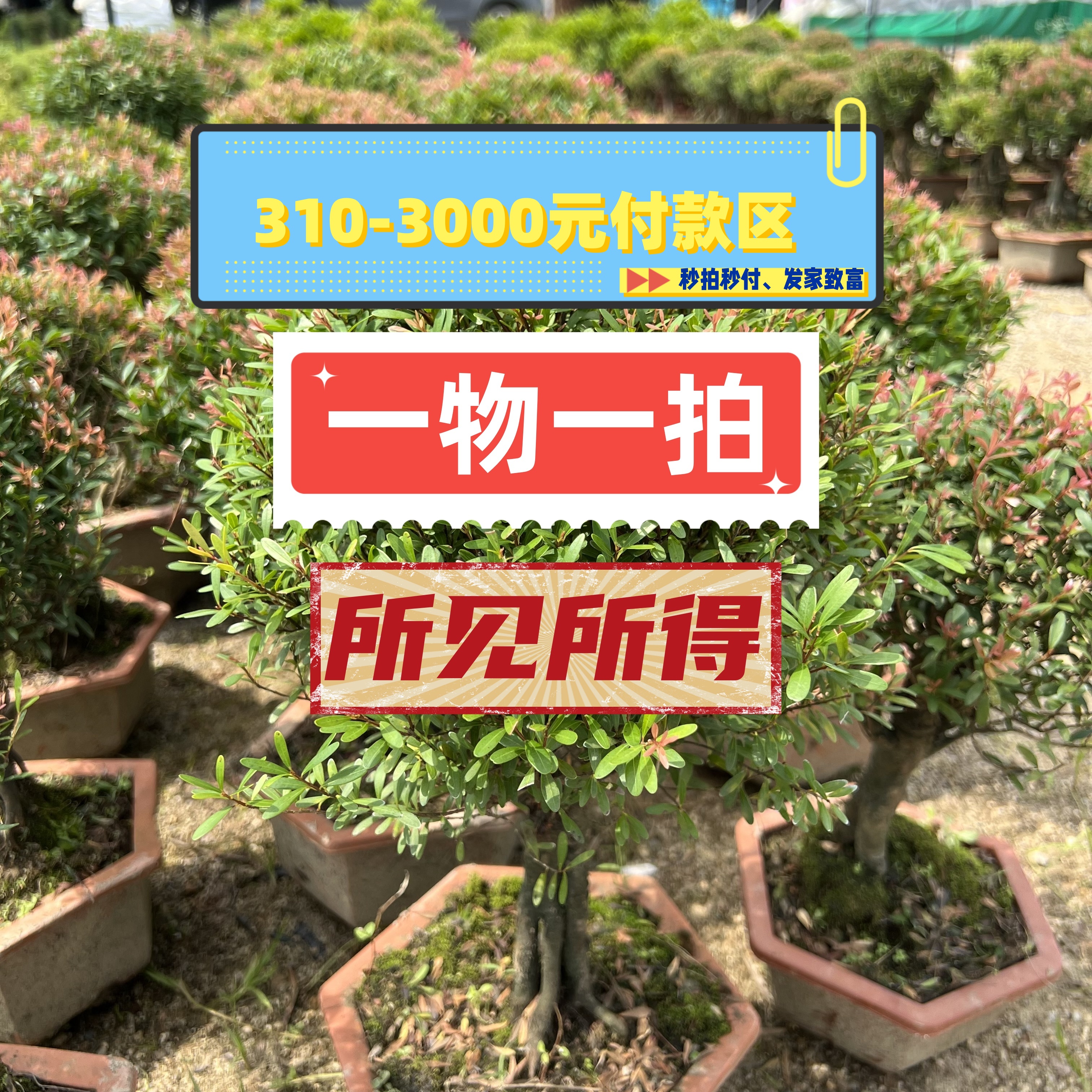 310-3000付款区>>直播间一物一拍，品种有胡椒木、榆树等几十个品种