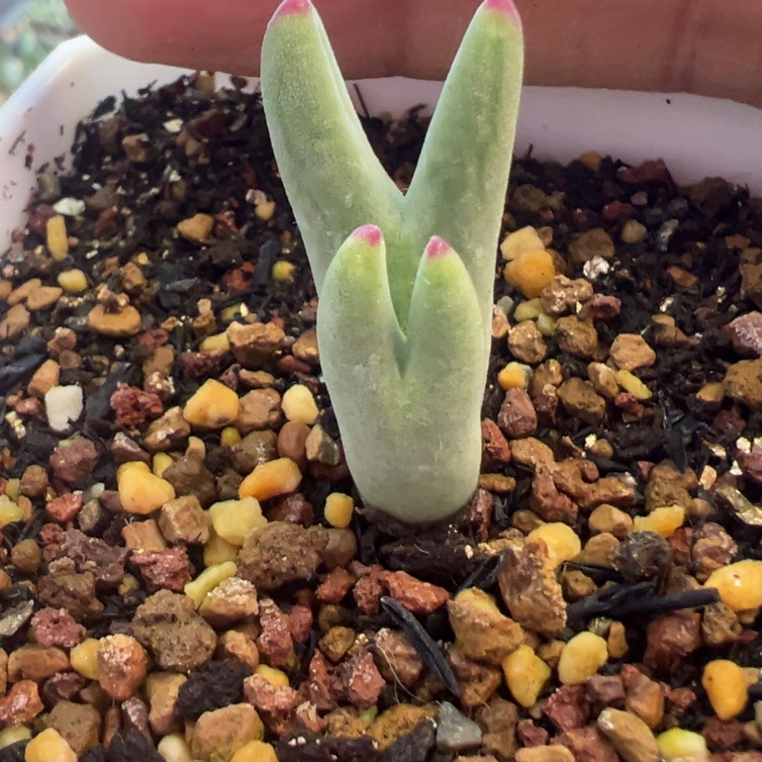 红尖 毛皮卡丘 肉锥植物