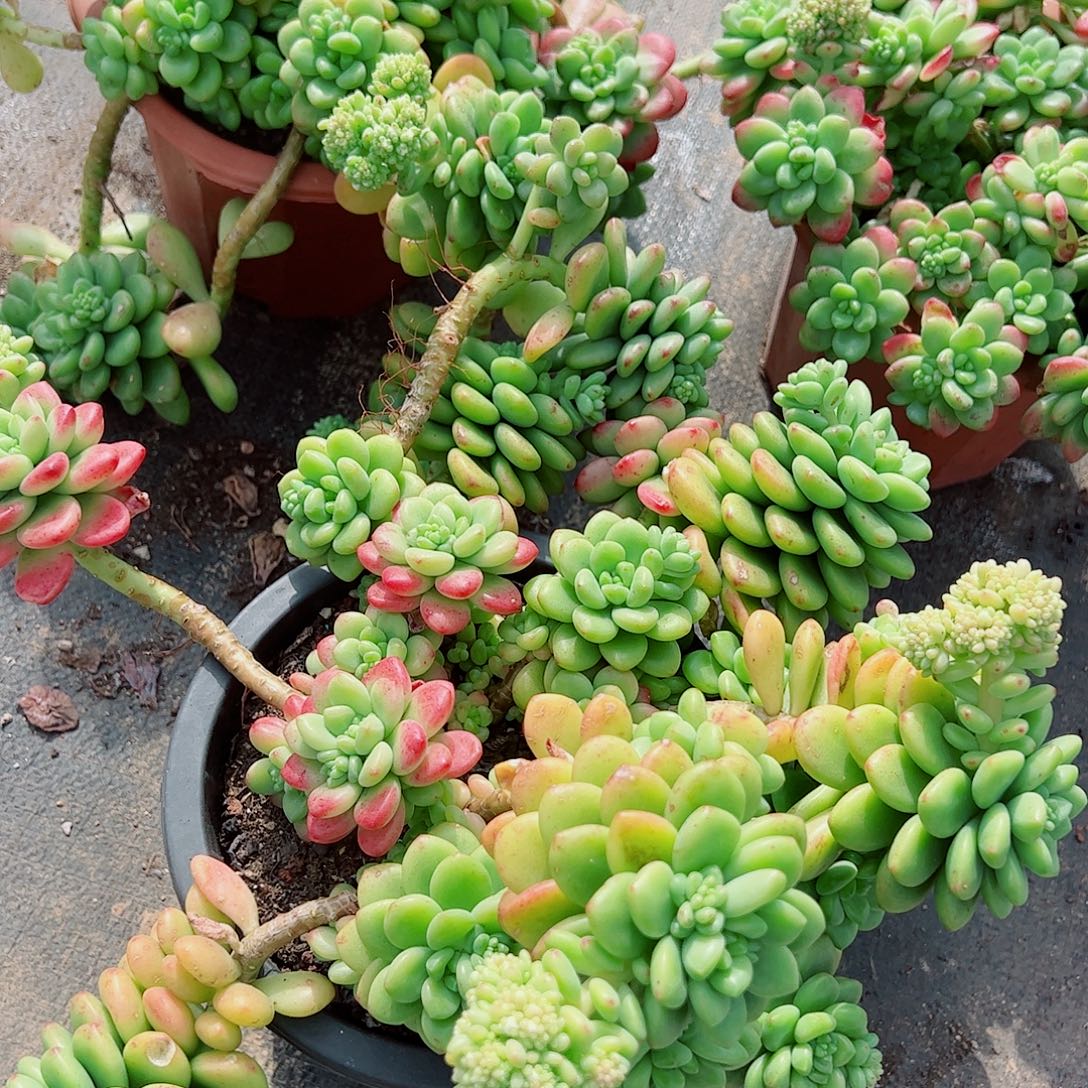 香格里拉超级大多头群生老桩特价