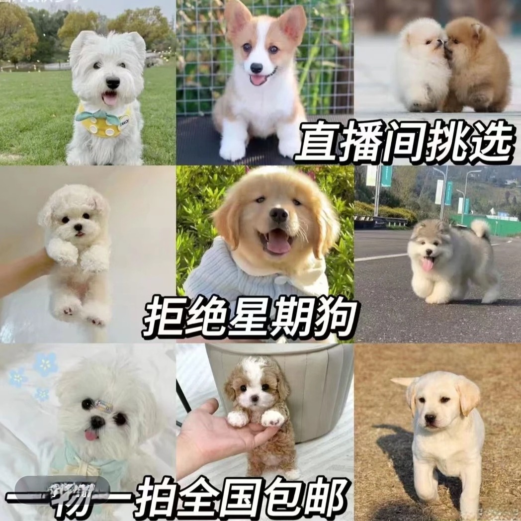 直播挑选狗博美比熊泰迪柯基金毛拉布拉多边牧德牧巴哥活体幼犬