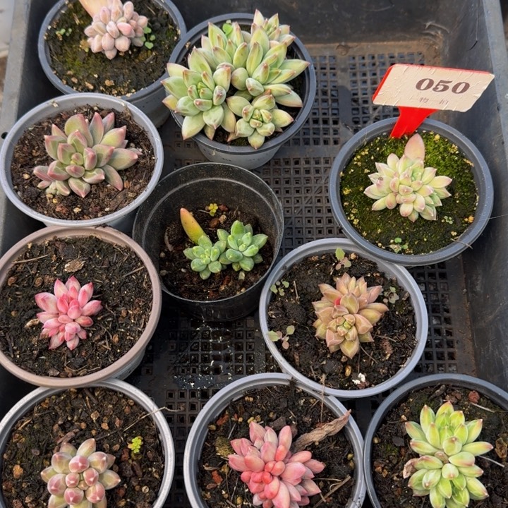 050多肉植物一物一拍