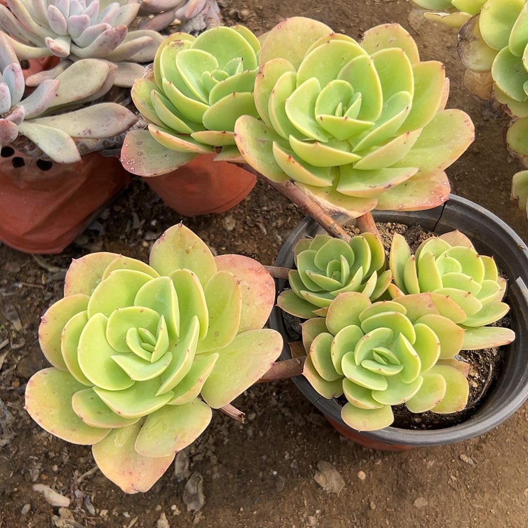 多肉植物多肉植物