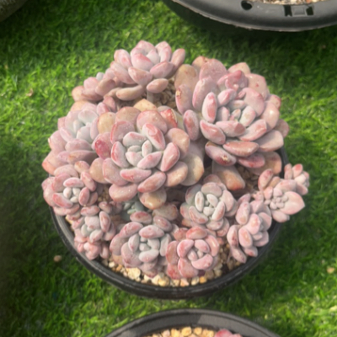 花斑鹭 多肉植物