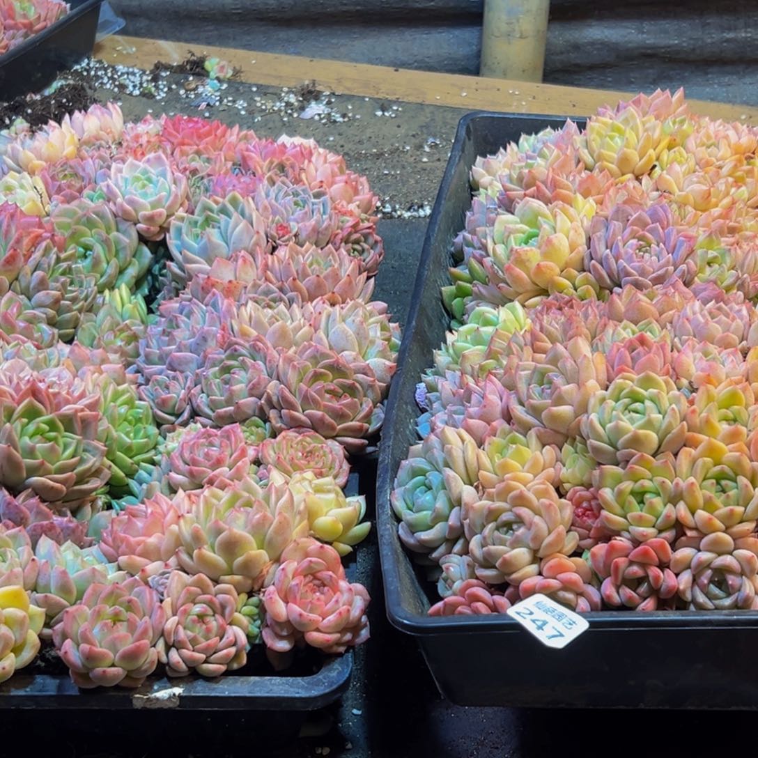 暁***衤276多肉葡萄的味道是真的很