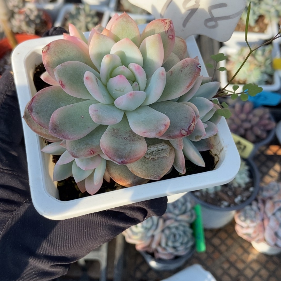 998梦露锦多肉以后