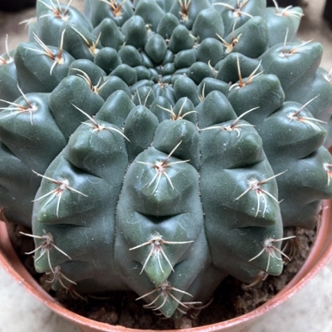 分哦花玉香入味15米仙人球