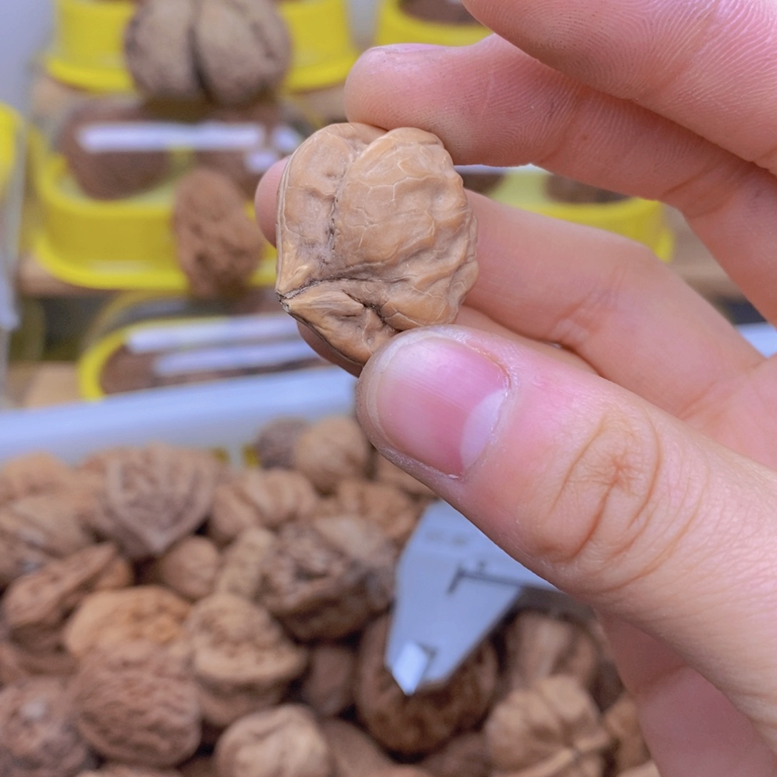 吊坠文玩核桃斯***虹