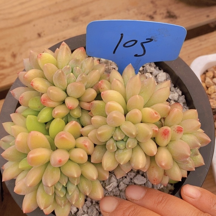 这个点吃晚饭真的有点