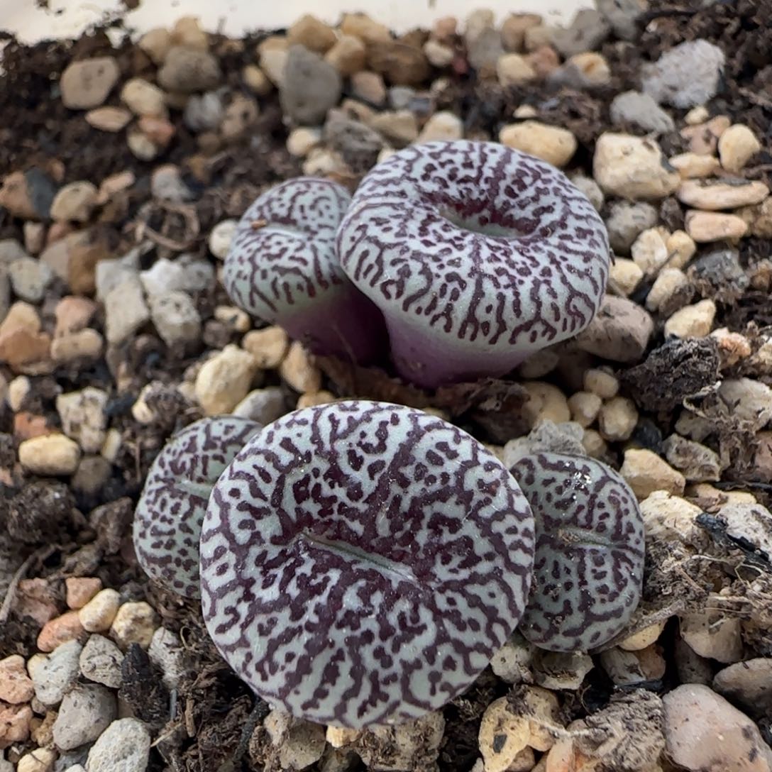 玲***812-4-当天满38包邮超墨脱土