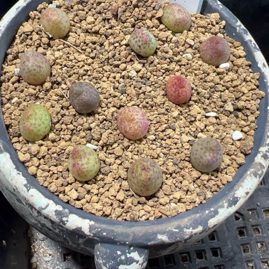 12-37量拍斑马一颗