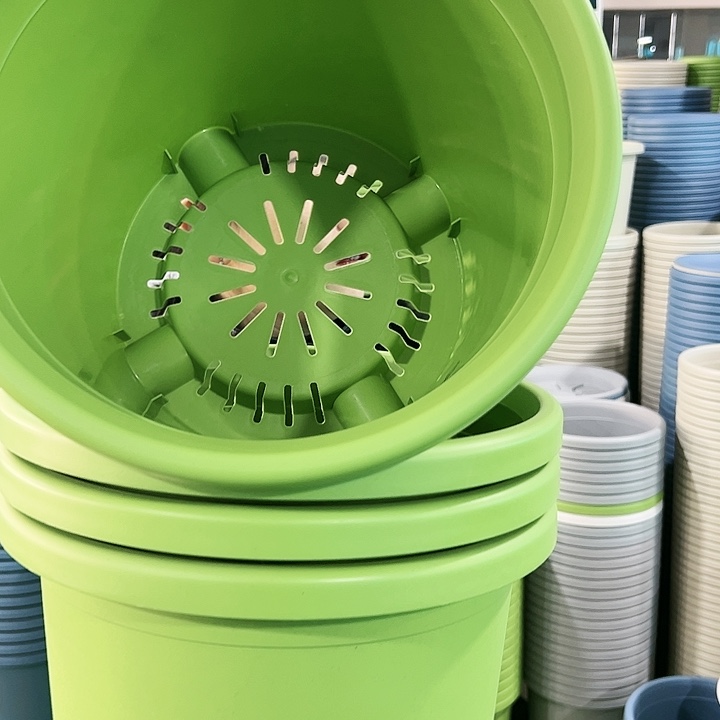 特价6号四季口32高27.7果绿色4个无托