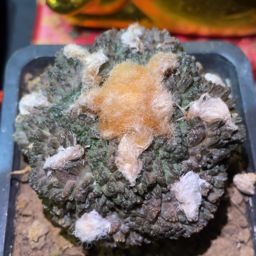 金毛紫姬菜花牡丹 木心根 自根