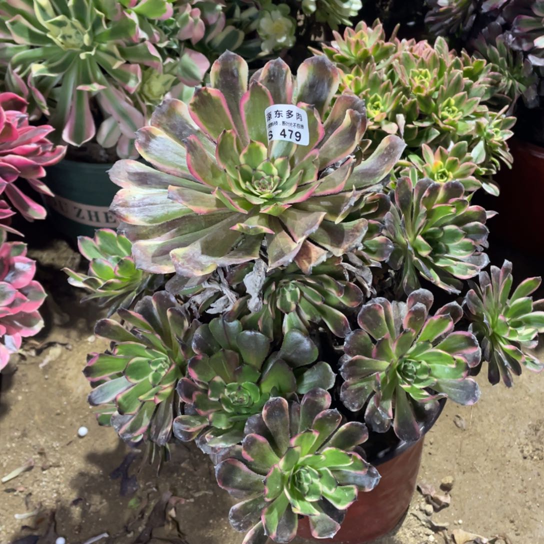 479分金刚多肉法师断枝不包