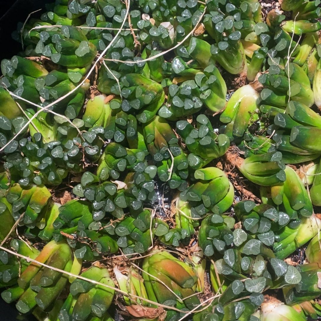 223 一颗实生小万象 整点