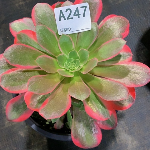 女妖247脱土发货