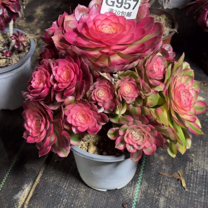 瑞妈一物一拍957