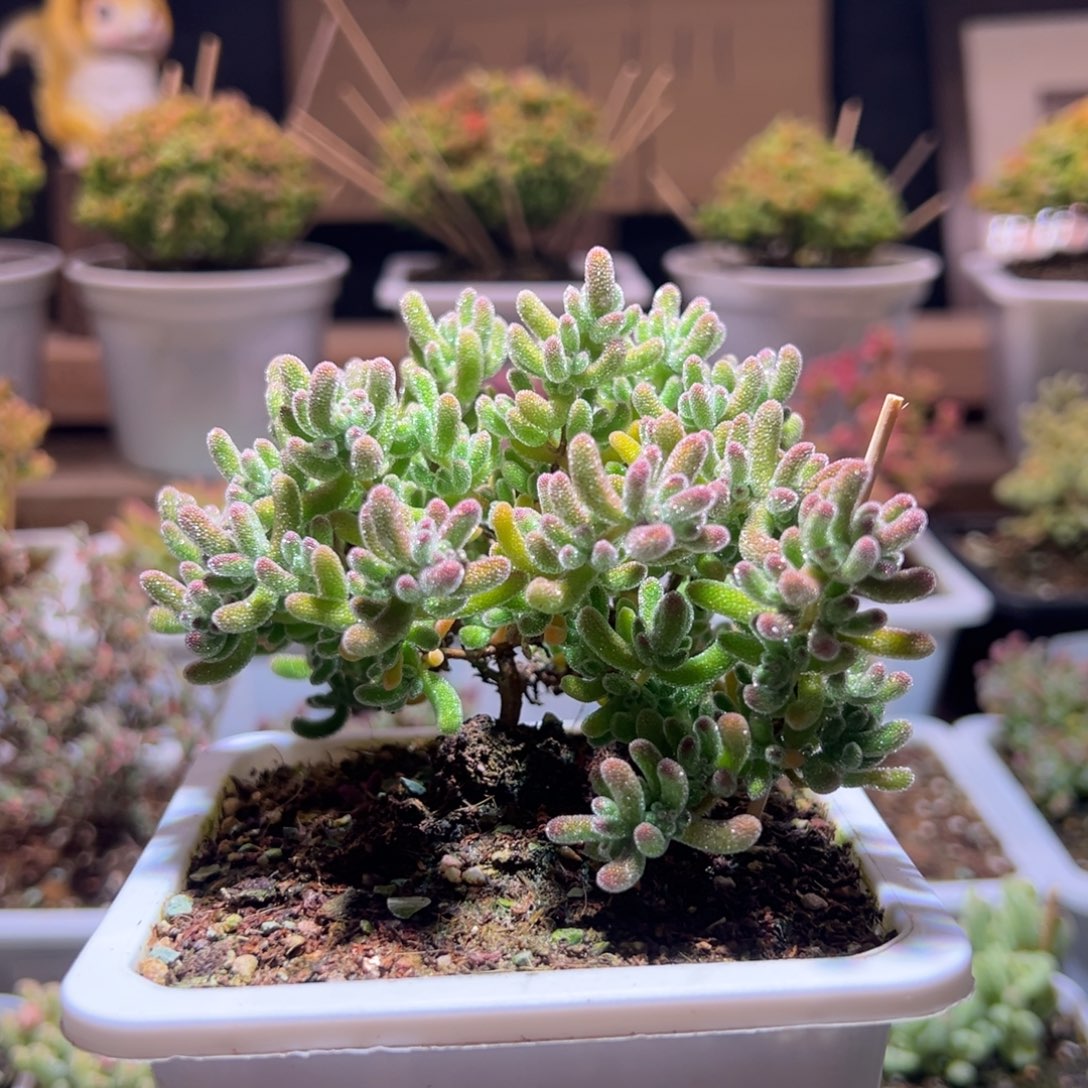 486冰晶一物一拍包开箱