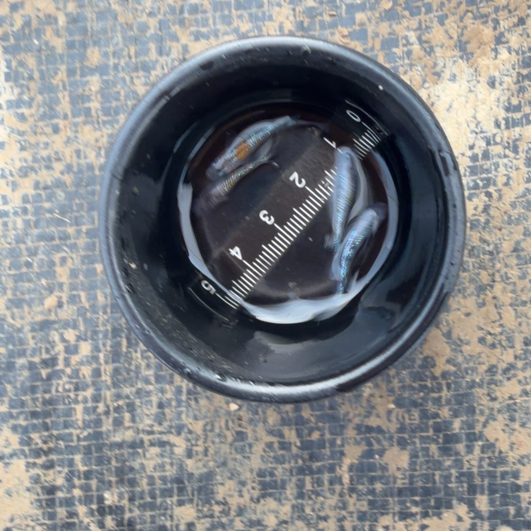 青鳉鱼观背青鳉56