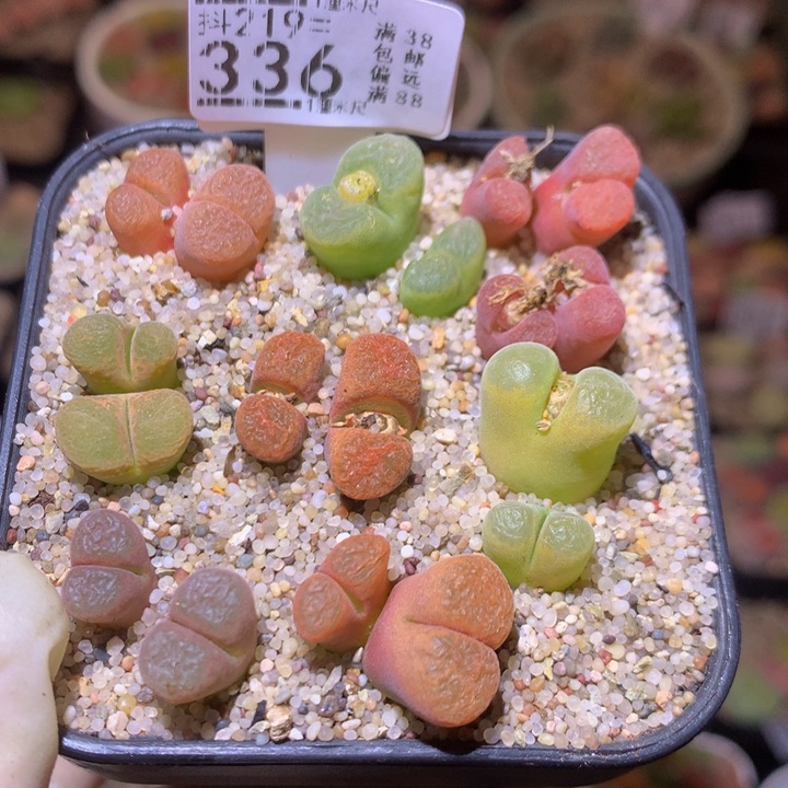 精品生石花219.336