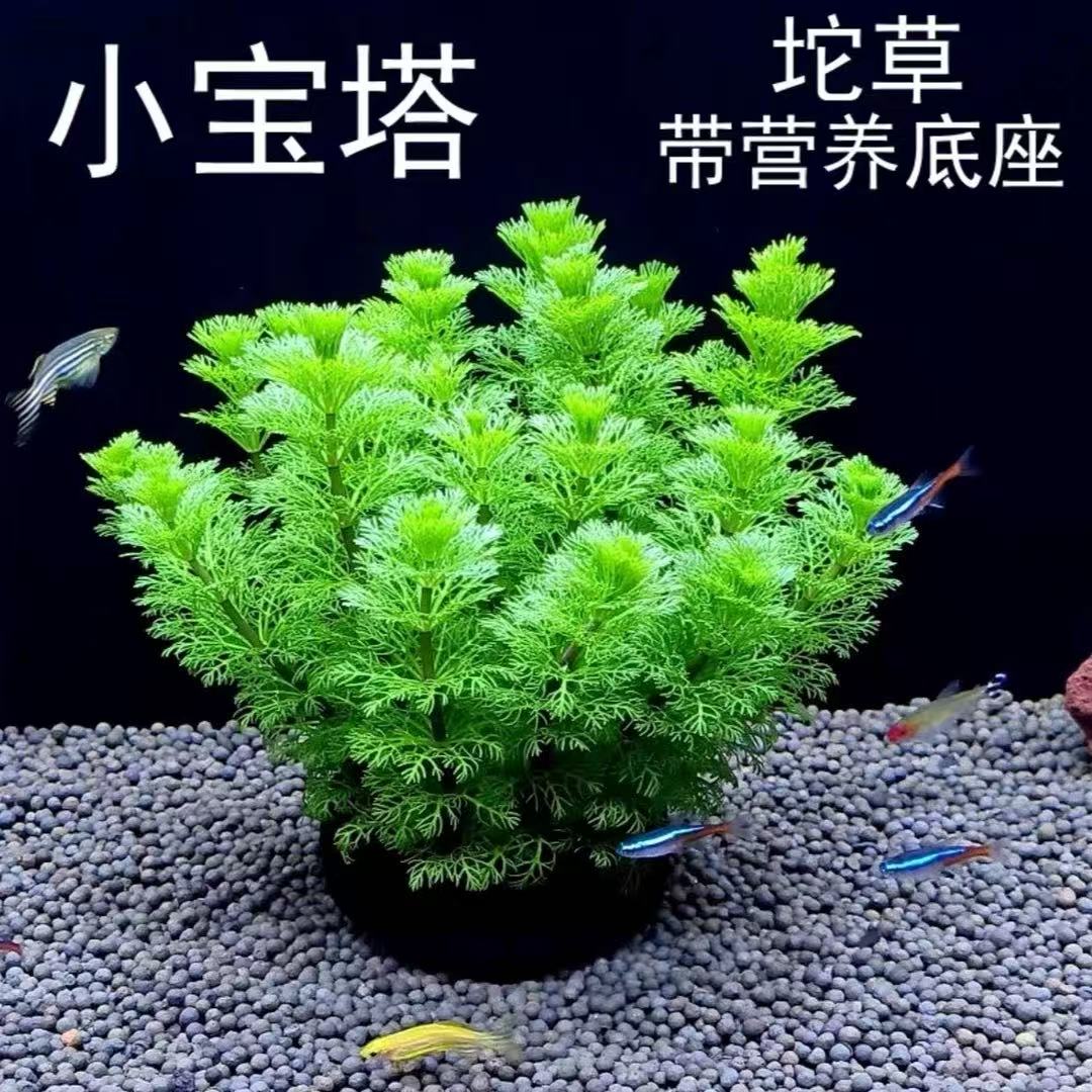 净水后景   小宝塔【吸收氨氮 净化水质 生命源泉】