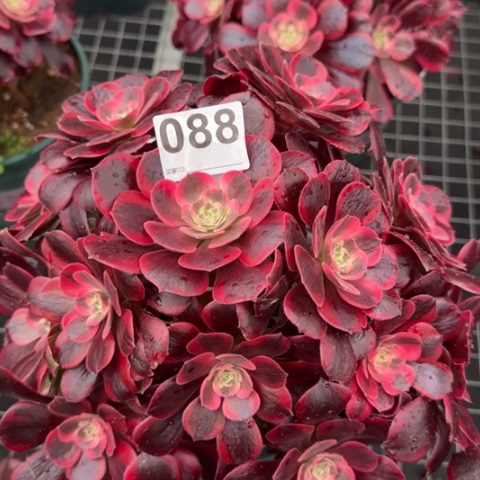 088凤冠25厘米左右