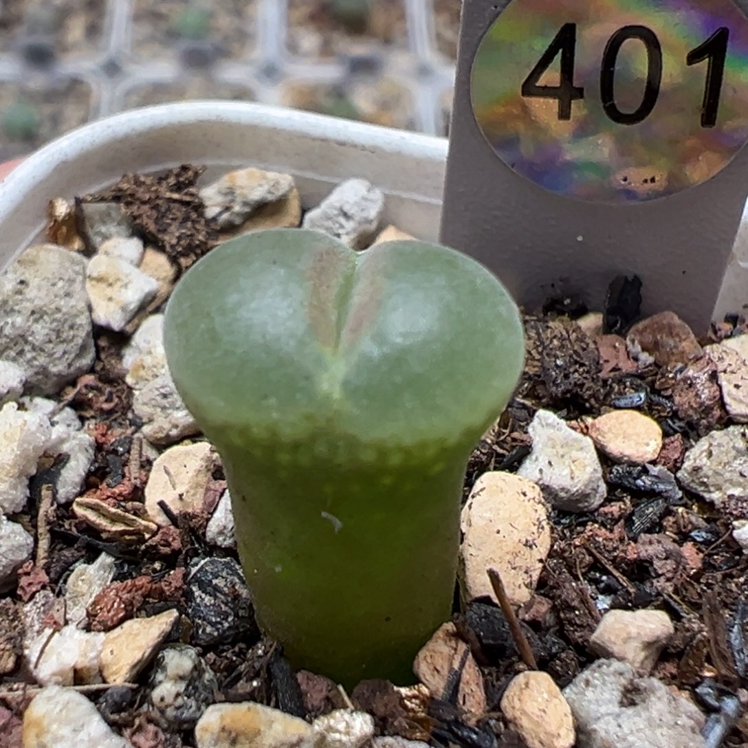 401粉红女郎风铃母本一物一拍