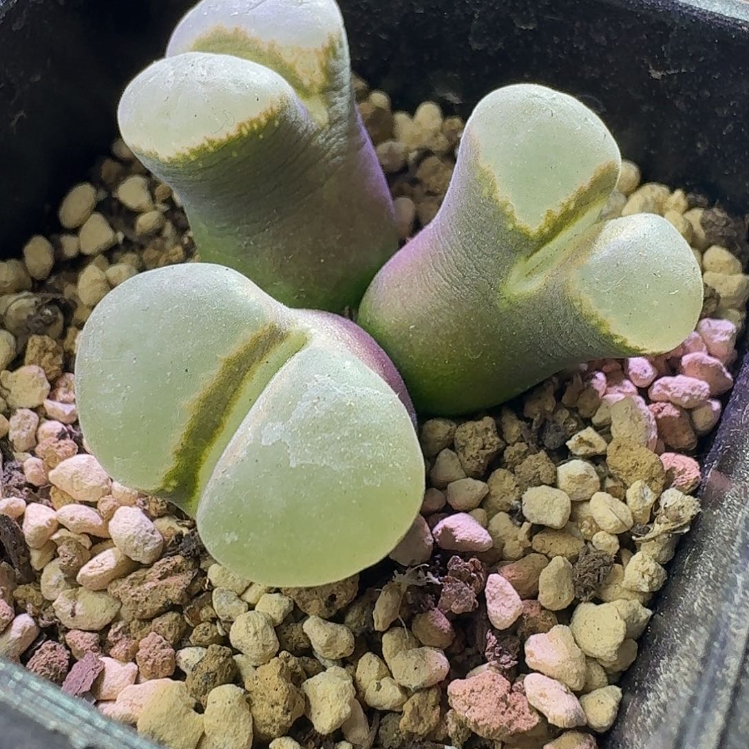 8号粉女杂三头一物一拍