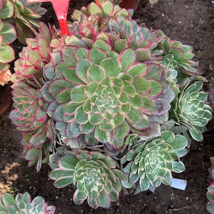 2-110莲花座多肉法师