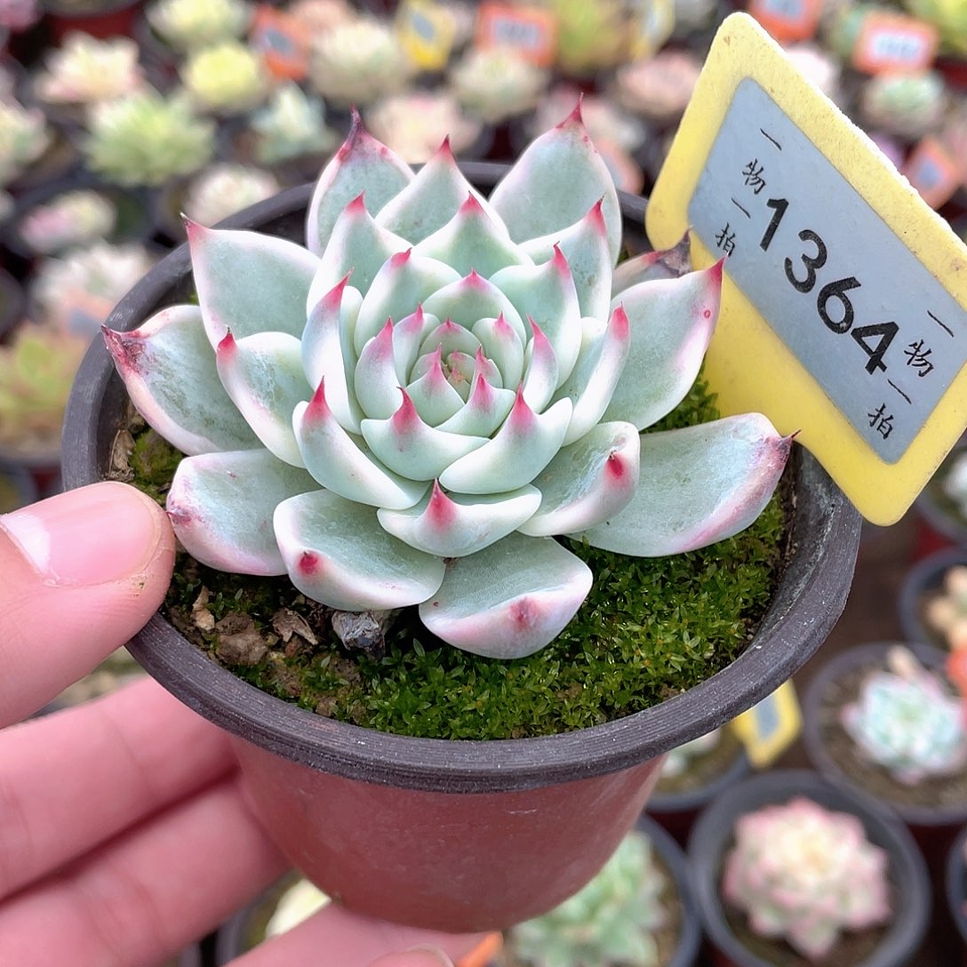 T***1364号多肉植物的