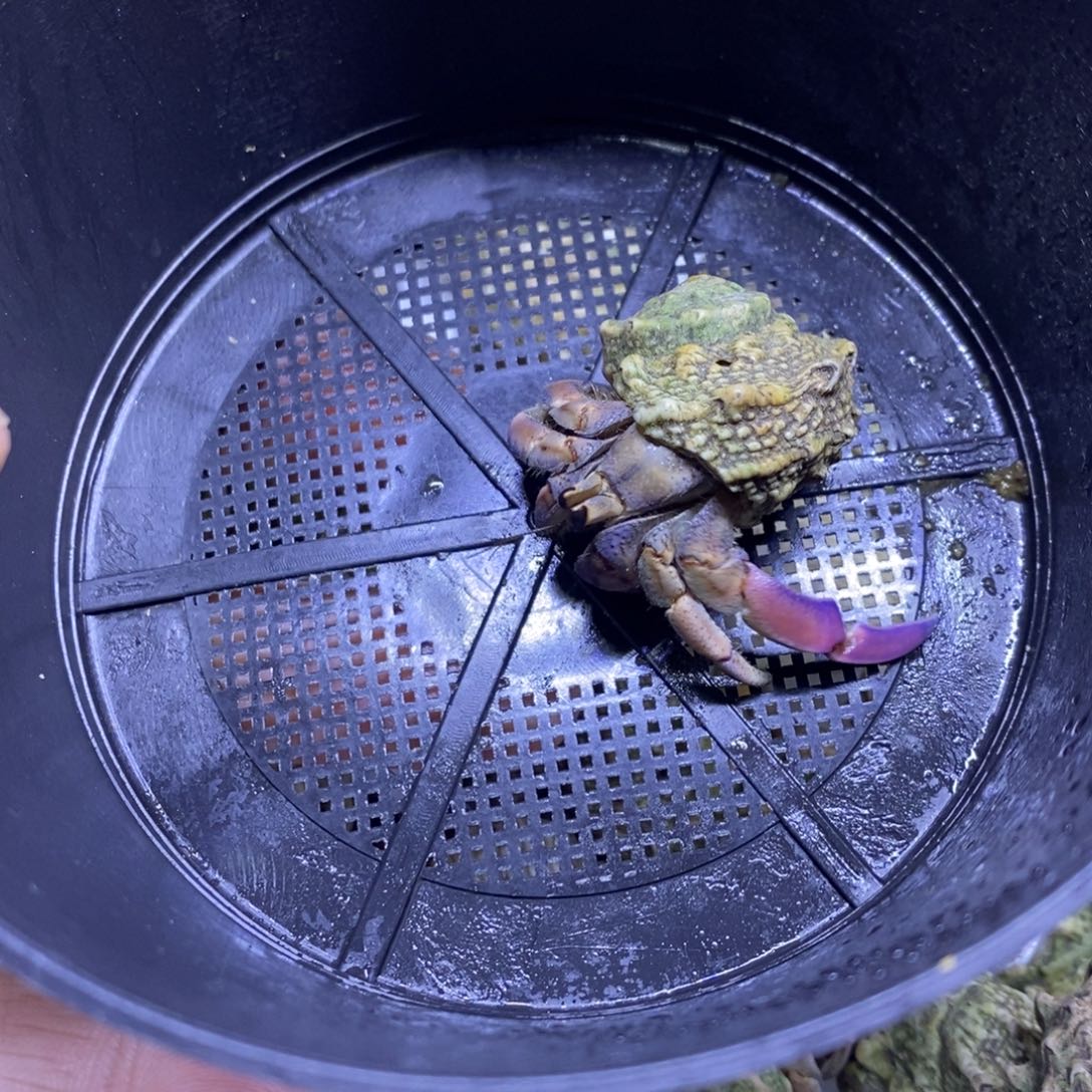 紫陆寄居蟹包邮包邮