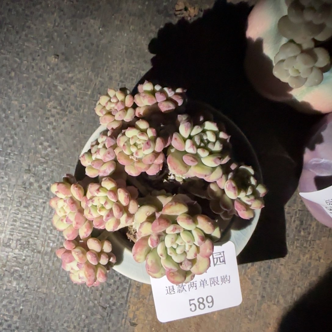 闪购精品多肉589号