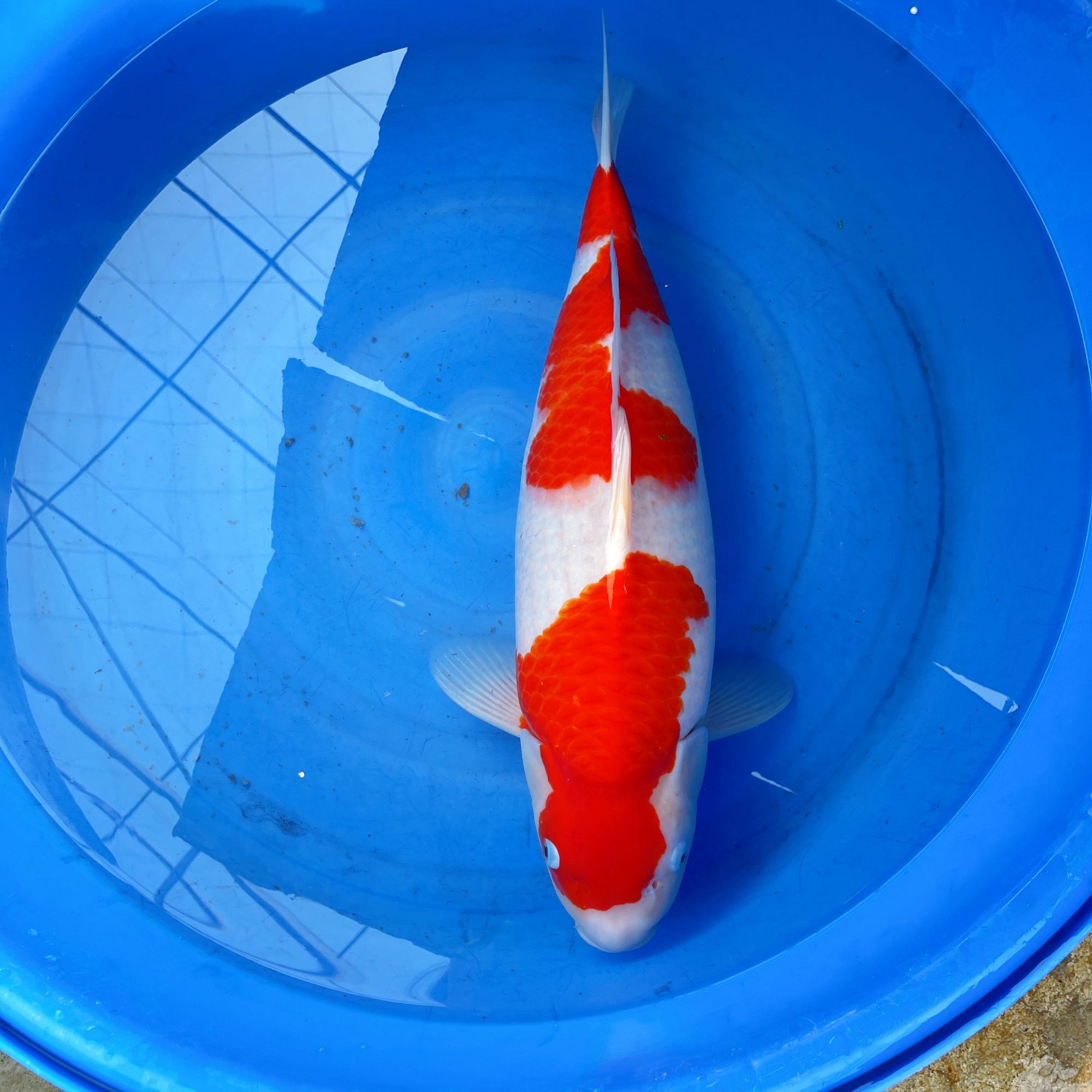 观赏锦鲤鱼养鱼留养级小鱼红白大正昭和观赏鱼锦鲤