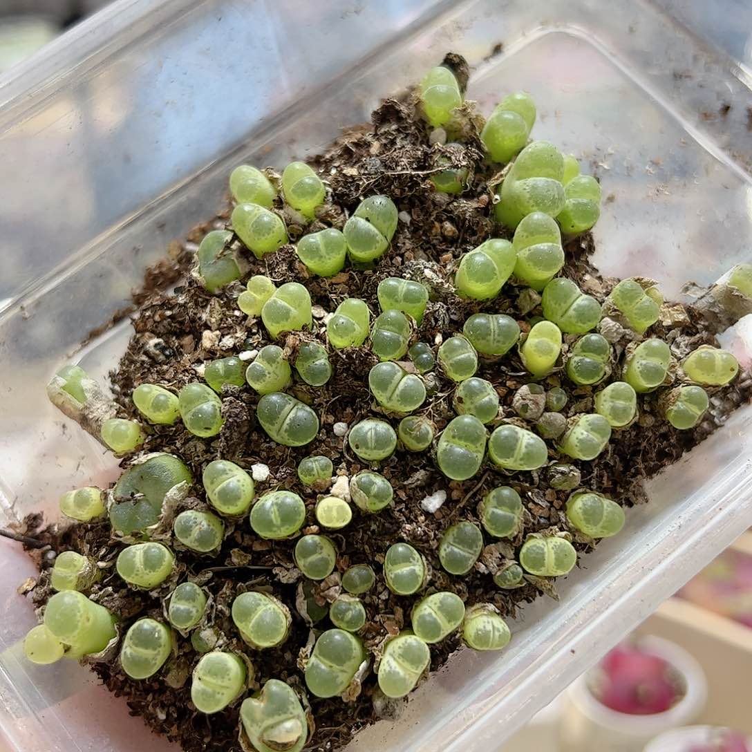 【闪购商品】83 绿泡泡