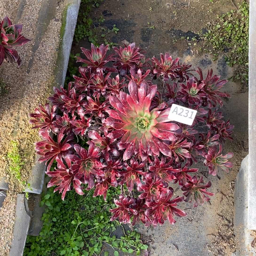 孔雀锦多肉法师231