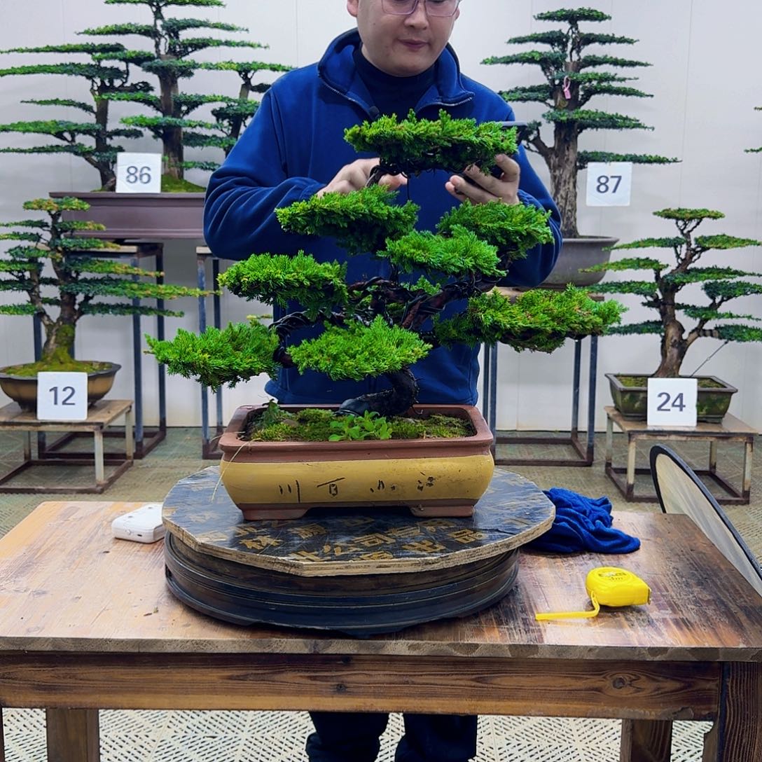 无花朵柏树造型盆景