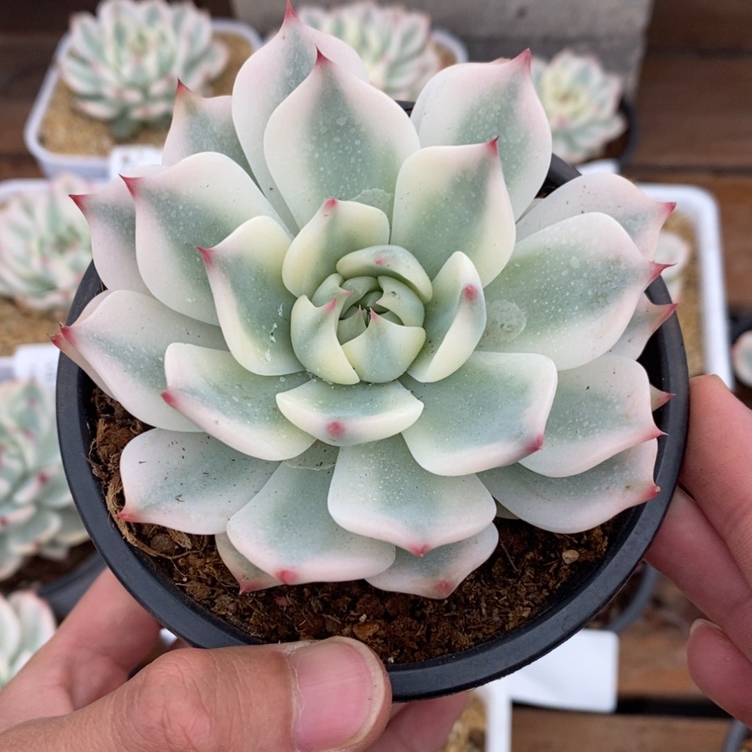 吉娃娃锦多肉植物81号