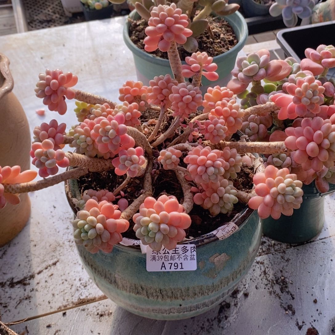 鱼子酱老桩20cm791多肉植物