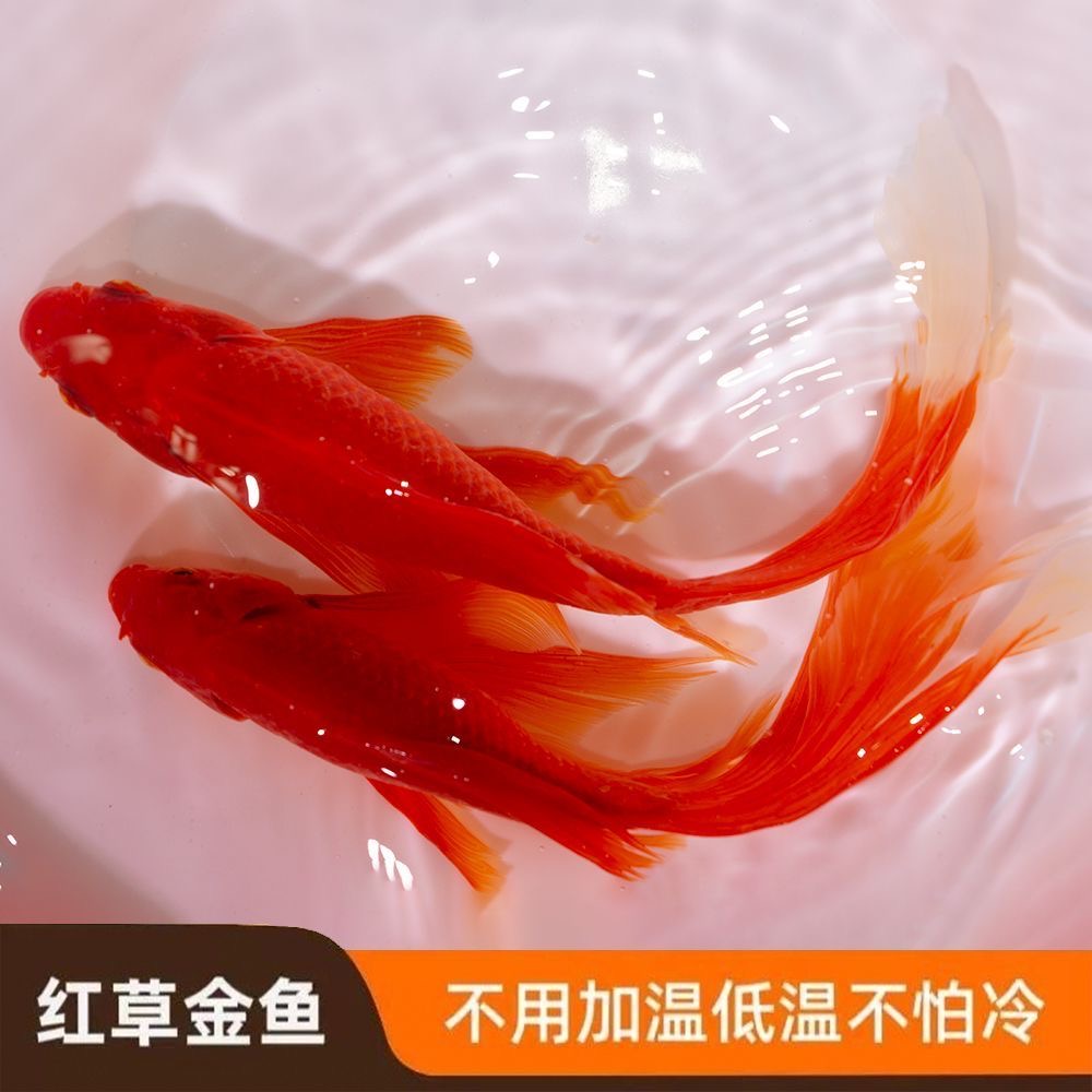 耐寒耐活的龙凤长尾冷水观赏鱼精品小金鱼室内鱼缸混养佳选
