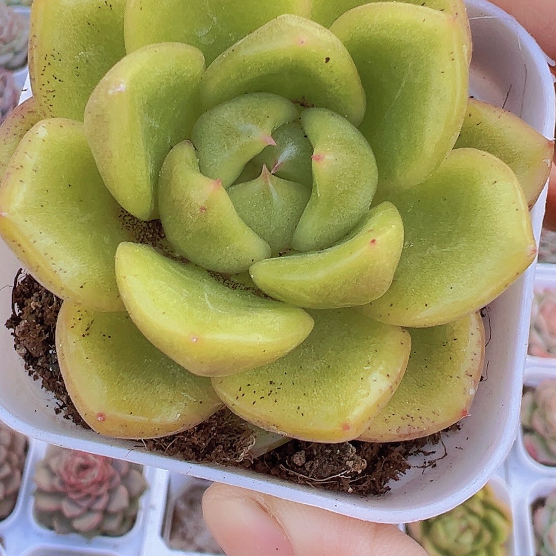 碧玉珍妮19包邮多肉植物